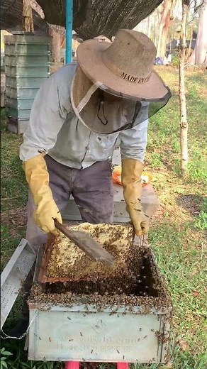 Golden Honey Harvest 🐝 | Fresh Honeycomb in Action