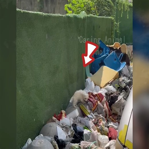 The stray puppy in the garbage dump shows kindness to people, hoping to find a home | Cartoons Family Diana And Roma