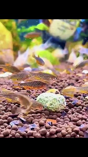 Galaxy rasbora (also known as celestial pearl danios)