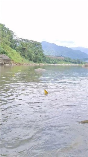 Nature At Its Best 🌊 Peaceful River Vibe with Valley Ambience #riversounds #naturesounds #asmr