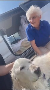 135K views · 7.2K reactions | Golden Holly brought the sunshine today. 18 years young ☀️ Doesn’t she look great 6 years after spinal surgery. A special girl and a special family who love her dearly, and so do we x | Professor Noel Fitzpatrick | Facebook