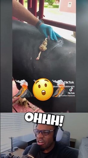 UNBELIEVABLE Cow Abscess Pop!