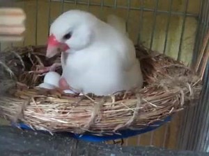 Superb | Parrot finches world