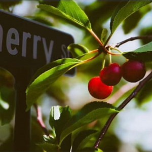 Cherry Bombs Concert & Tour History  | Concert Archives