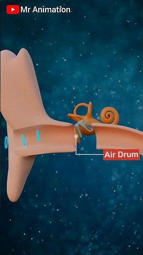 How Your EAR Works? - Human Ear #3danimation