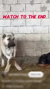 🐶 Agressivité ou communication ? Fais la différence ! 🤔❌ Trop de chiens sont mal compris et qualifiés d’agressifs alors qu’ils ne font que communiquer ! 🗣️🐕 ✅ Un chien qui COMMUNIQUE adapte son comportement à la situation : il prévient, il montre des signaux, et sa réaction est graduelle et proportionnée. ❌ Un chien qui AGRESSE, en revanche, réagit de façon systématique et excessive, sans prendre en compte le contexte ni le comportement en face. 💡 Comprendre cette différence, c’est éviter d