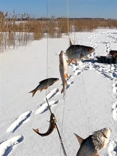 Winter Angeln: Tipps und Tricks für das Rotauge