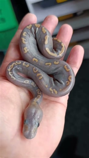Ghi Mojave Mahogany hypo Ball python