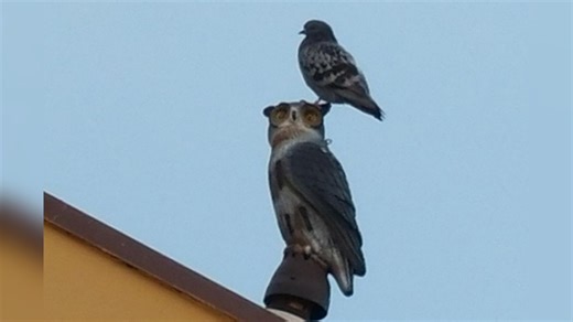 Will an Owl Scare Away Birds? Surprising Facts You Should Know