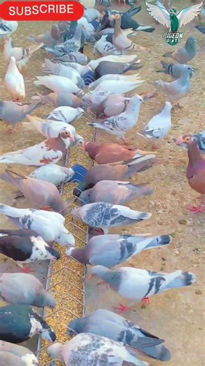 Support kar do yaar #youtubeshorts #shorts#trend #kabutar