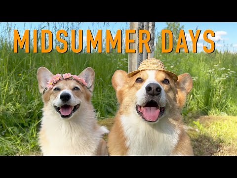 SUMMER VACATION 2/2 - Topi the Corgi