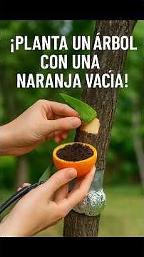 "An orange can be a tree! 🌱🍊 Discover the secret method to grow it at home."