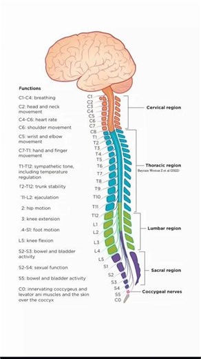 Spinal cord functions explained 🧠💡#SpinalCord #HumanBody #MedicalFacts #StudyNotes #Anatomy #Shorts