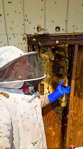 6.3K views · 76 reactions | Scooping Bees By Hand, Would You Dare Try...