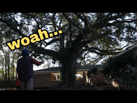 MONSTER Live Oak Manitou Removal