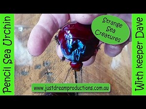 Giant Burrowing Roach facts with Keeper Dave. Discovering With Keeper Dave Worlds largest Cockroach.