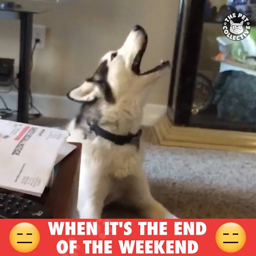 476K views · 12K reactions | We need 3 day weekends always: | The Pet Collective | Facebook