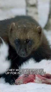 Wolverine: The King Of Chaos #Wolverine #Animals #Wildlife #Shorts