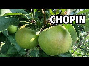 Odmiana jabłoni CHOPIN. Najzdrowsze jabłka w Polsce?! Arek Kartus i Ryszard Nowakowski ARNO