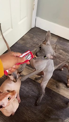 CreepyCatFamily on TikTok