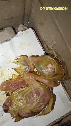 DIY INCUBATOR #experiment #incubator #embryo #chicken #engineering #diy #chimobi