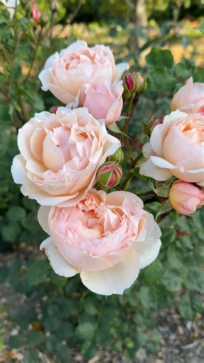 🌹 Bring Your Garden to Life 🌹 Discover California-grown roses — fragrant, easy to grow, and ready to bloom. ✨ Save 20% on Potted Roses with code ROSES 💎 Join Membership ($99) and unlock 25% OFF all potted rose bushes! | Grace Rose Farm