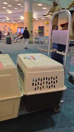 97K views · 1.2K reactions | ♡They are here in Canada after a lot of...