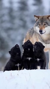 Exploring the Sounds of Wolves: Tiny Howls Part 6