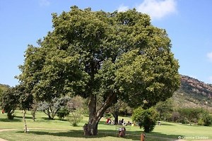 Celtis africana - Alchetron, The Free Social Encyclopedia