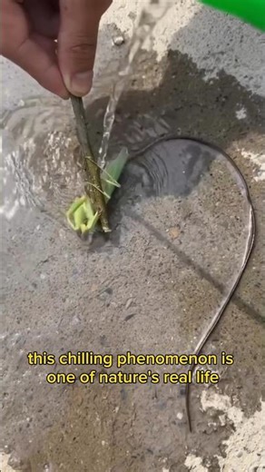 Mind-Controlling Parasitic Worms 🪱 | Nature’s Creepiest Parasites