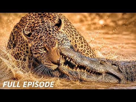 The Battle for Survival in the Amazon: Leopards vs. Caimans