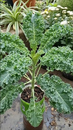 Grow Your Own Kale: Simple Self-Watering Hack!