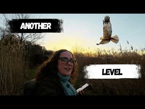 Incredible Morning at Ham Wall: Bittern Booming, Kingfisher & Marsh Harrier!