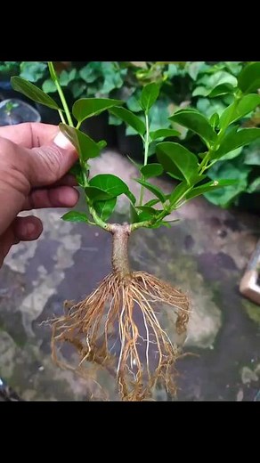 jupherjhondoria on TikTok