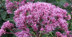 Eupatorium, een feest voor vlinders en bijen
