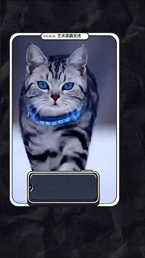 How Cats Walk: The Secret Behind Their Silent Steps