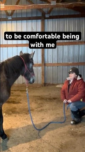 How to Train Your Mustang - Effective Techniques