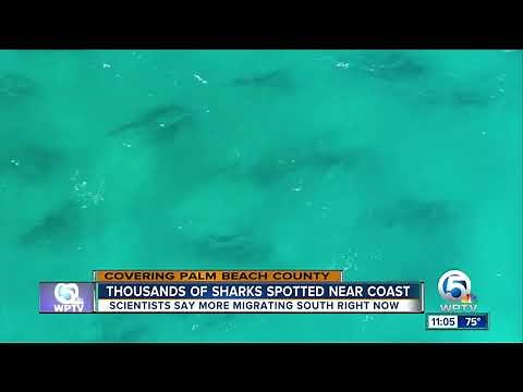 Sharks migrating south along Palm Beach County coast