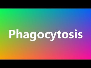Phagocytosis - Medical Meaning and Pronunciation