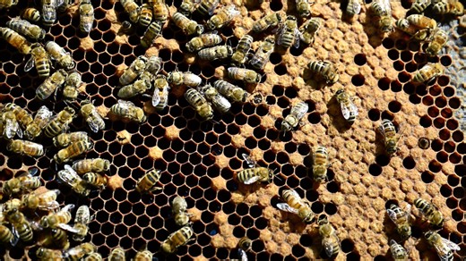 Take a peek into the complex business of keeping bees
