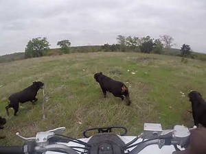 Butler Kennels Rottweilers attacking the four wheeler run. (running )