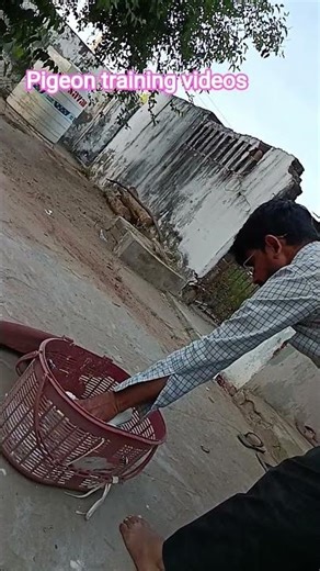 new pigeon training videos #viral #pigeon #birds #shorts