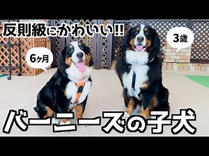 Bernese Becomes a Mentor 🐾 Showing an Unexpected Side to a Puppy‼️