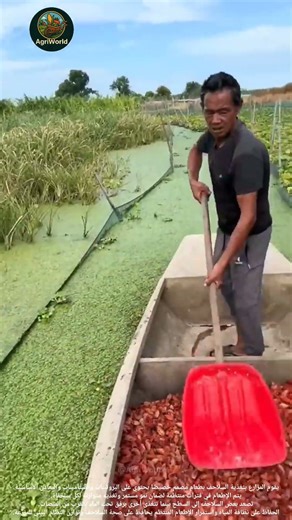 #farming #زراعة #explore 🐢إطعام السلاحف في مزرعة السلاحف: Turtle farming.