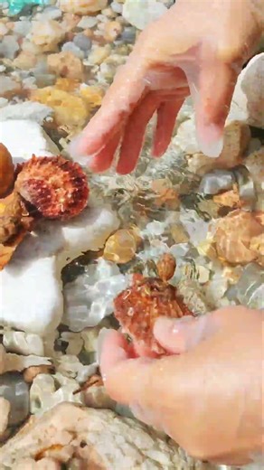 Giant Pearl Scallops vs. Freshwater Snails: Which Makes More Pearls?