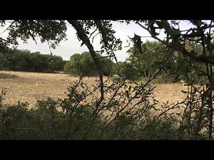 Floppy - Texas cull with 25-06 caliber