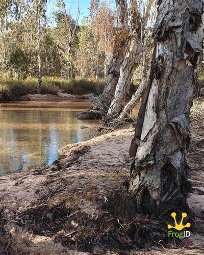 Calling amongst birdsong in WA is the Bilingual Froglet. This frog is found in vegetation near the edges of swamps and creeks, predominantly in the Kimberley region of WA and the Top End of the NT. Thanks to Sue for the fantastic habitat photo and #FrogID submission! | Frog ID