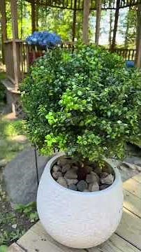 2 Pack 21" Artificial Cypress Topiary Plants Review