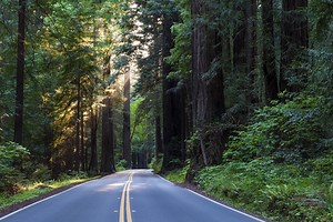 Avenue of the Giants | Redwoods State Park | Benbow Historic Inn