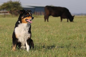 50 Farmer and Farm Themed Dog Names | Our Fit Pets
